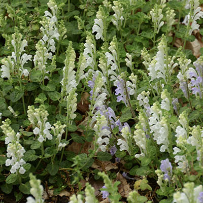 Skullcap Herb -wellness resort