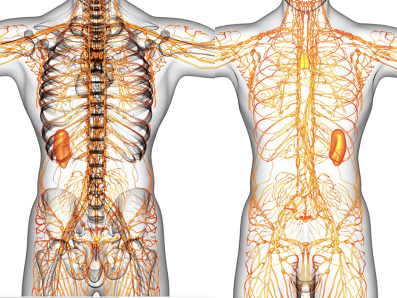 Lymphatic Harmony: Essential Tips for a Healthy System